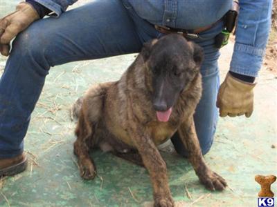 Dutch Shepherd Puppies